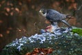 Peregrine Falcon, bird of prey sittingin forest moss stone with catch during autumn season, Germany. Falcon witch killed dove. Royalty Free Stock Photo