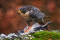 Peregrine Falcon, bird of prey sittingin forest moss stone with catch during autumn season, Germany. Falcon witch killed dove. Royalty Free Stock Photo