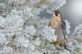 Peregrine Falcon, bird of prey with snow sitting on the white rime pine tree, dark green forest in background, action scene in the