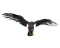 Peregrine falcon bird of prey taking off. 3D rendering isolated on white with clipping path Royalty Free Stock Photo