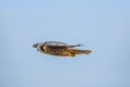 Peregrine falcon bird soaring against a bright blue sky
