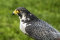 The peregrine falcon called also duck hawk Royalty Free Stock Photo