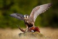 Peregrine falcon with caught kill Pheasant. Beautiful bird of prey feeding on killed big bird on the green mossy rock with dark Royalty Free Stock Photo