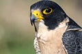 Peregrine Falcon Royalty Free Stock Photo