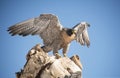 Peregrine Falcon closeup getting ready to take flight from wooden tree stump Colorado