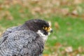 Peregrine falcon closeup portrait Royalty Free Stock Photo