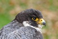 Peregrine falcon closeup portrait Royalty Free Stock Photo