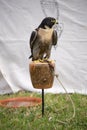 Peregrine falcon closeup Royalty Free Stock Photo