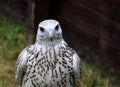 Peregrine Falcon Closeup View at a Country Show Royalty Free Stock Photo