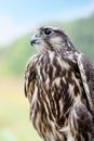 Peregrine Falcon closeup Royalty Free Stock Photo