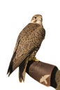 Peregrine falcon crossbred Merlin over white Royalty Free Stock Photo