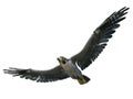 Peregrine Falcon 3d illustration isolated on white background Royalty Free Stock Photo