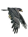 Peregrine Falcon 3d illustration isolated on white background Royalty Free Stock Photo