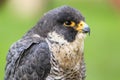 Peregrine falcon