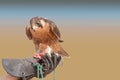Peregrine falcon - Dubai Desert Conservatio Reserve - Al Maha -
