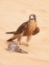 Peregrine falcon - Dubai Desert Conservatio Reserve - Al Maha -