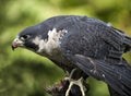 Peregrine Falcon Duck Hawk Eating Royalty Free Stock Photo