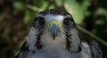 Peregrine Falcon face Royalty Free Stock Photo