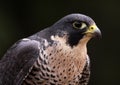 Peregrine Falcon Face Royalty Free Stock Photo