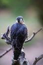 Peregrine Falcon, Falco peregrines Royalty Free Stock Photo