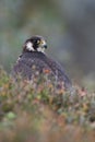 Peregrine Falcon, Falco peregrines Royalty Free Stock Photo