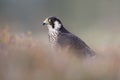 Peregrine Falcon, Falco peregrines Royalty Free Stock Photo