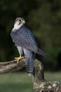 Peregrine Falcon (Falco Peregrines) Royalty Free Stock Photo