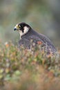 Peregrine Falcon, Falco peregrines Royalty Free Stock Photo