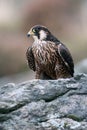 Peregrine Falcon, Falco peregrines Royalty Free Stock Photo