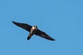 Peregrine Falcon, Falco peregrines Royalty Free Stock Photo