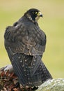 Peregrine Falcon (Falco peregrinus)