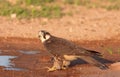 Peregrine Falcon (Falco Peregrinus)