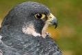 Peregrine Falcon (falco peregrinus)