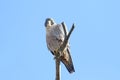 Peregrine Falcon (Falco peregrinus)