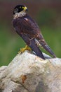 The peregrine falcon Falco peregrinus, also known as the peregrine sitting on the rock. Very dark falcon on stone