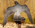 Peregrine Falcon, Falco peregrinus, back view sitting and spreading wings Royalty Free Stock Photo