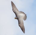 Peregrine Falcon (Falco peregrinus) Royalty Free Stock Photo