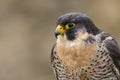 Peregrine Falcon Falco peregrinus bird of prey