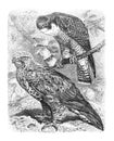 A Peregrine Falcon Falco peregrinus. These birds are the fastest animals in the world. Vintage illustration from Brockhaus Konve Royalty Free Stock Photo