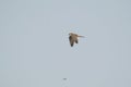 Peregrine Falcon flight in Sky Royalty Free Stock Photo