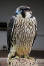 A Peregrine falcon Falco peregrinus