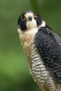Closeup of Peregrine Falcon