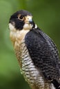 Peregrine falcon (Falco Peregrinus)