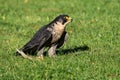 The peregrine falcon, Falco peregrinus. The fastest animals in the world. Royalty Free Stock Photo