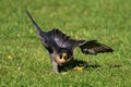 The peregrine falcon, Falco peregrinus. The fastest animals in the world Royalty Free Stock Photo