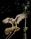 Peregrine Falcon, falco peregrinus, Hawking Bird