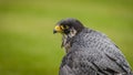 The peregrine falcon Falco peregrinus, historically known as the duck hawk in North America, a bird of prey in the Falconidae