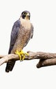 Peregrine Falcon Falco peregrinus bird