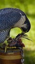 Peregrine Falcon (Falco peregrinus) and Lunch - Motion blur
