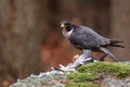 Peregrine falcon, Falco peregrinus, perched on big stone with caught killed pigeon. Bird of prey in orange autumn forest. Royalty Free Stock Photo